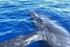 Humpback-Whale-