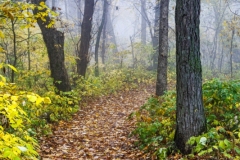 Foggy-Autumn-Walk